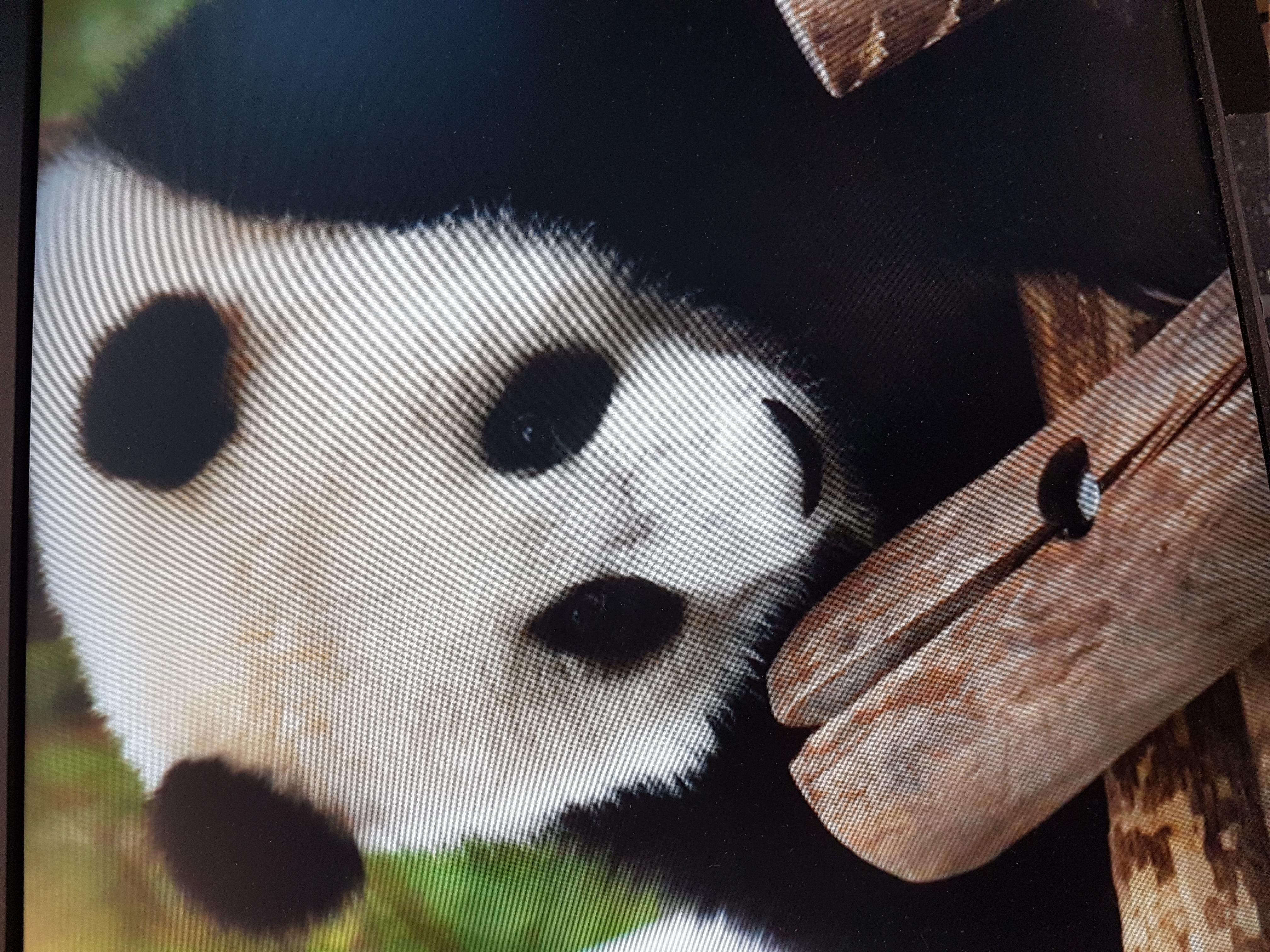 Pandas6068's Profile